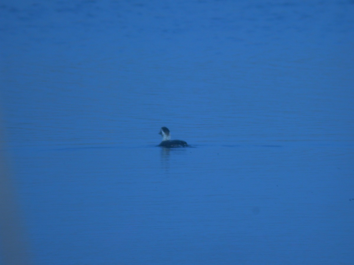 Long-tailed Duck - Carlos Gutierrez-Expósito