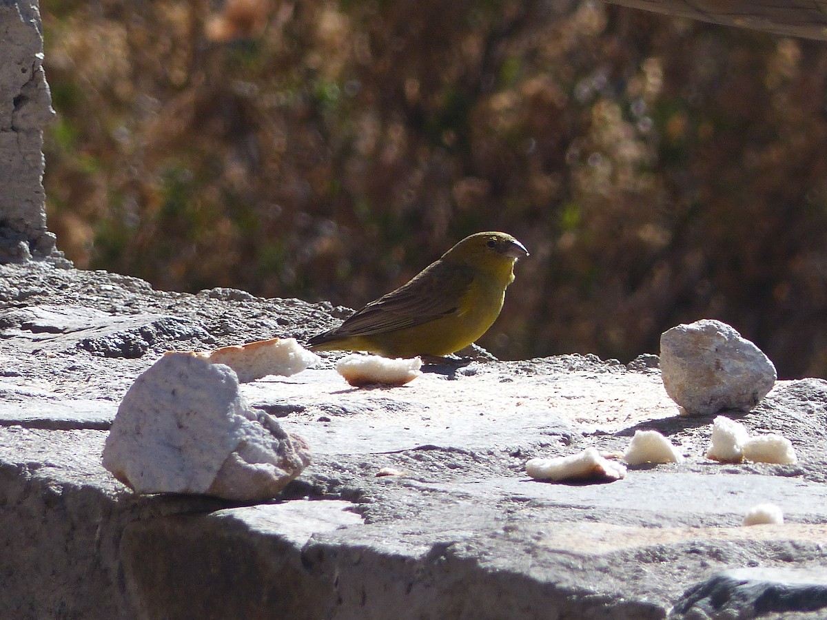 Greenish Yellow-Finch - ML543331651