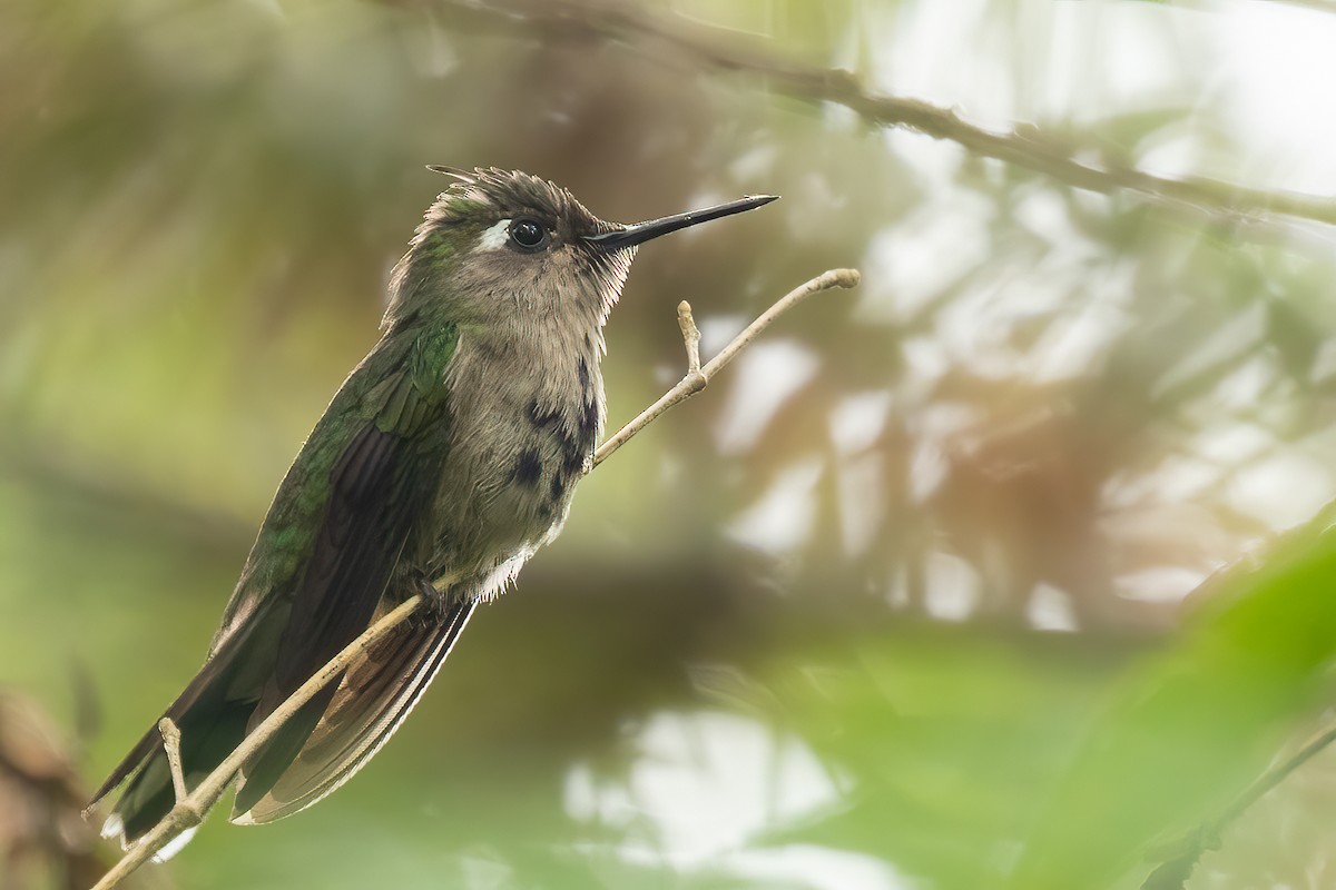 kolibřík paraguayský - ML543333641