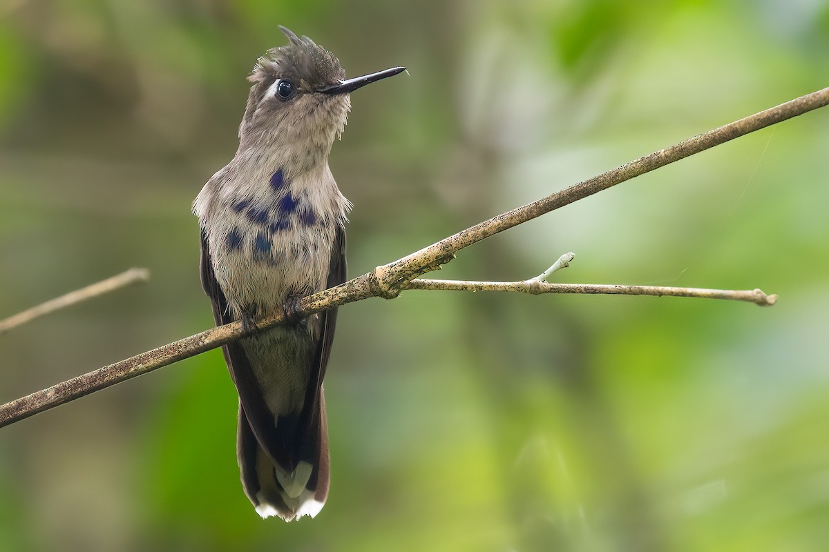 kolibřík paraguayský - ML543333651