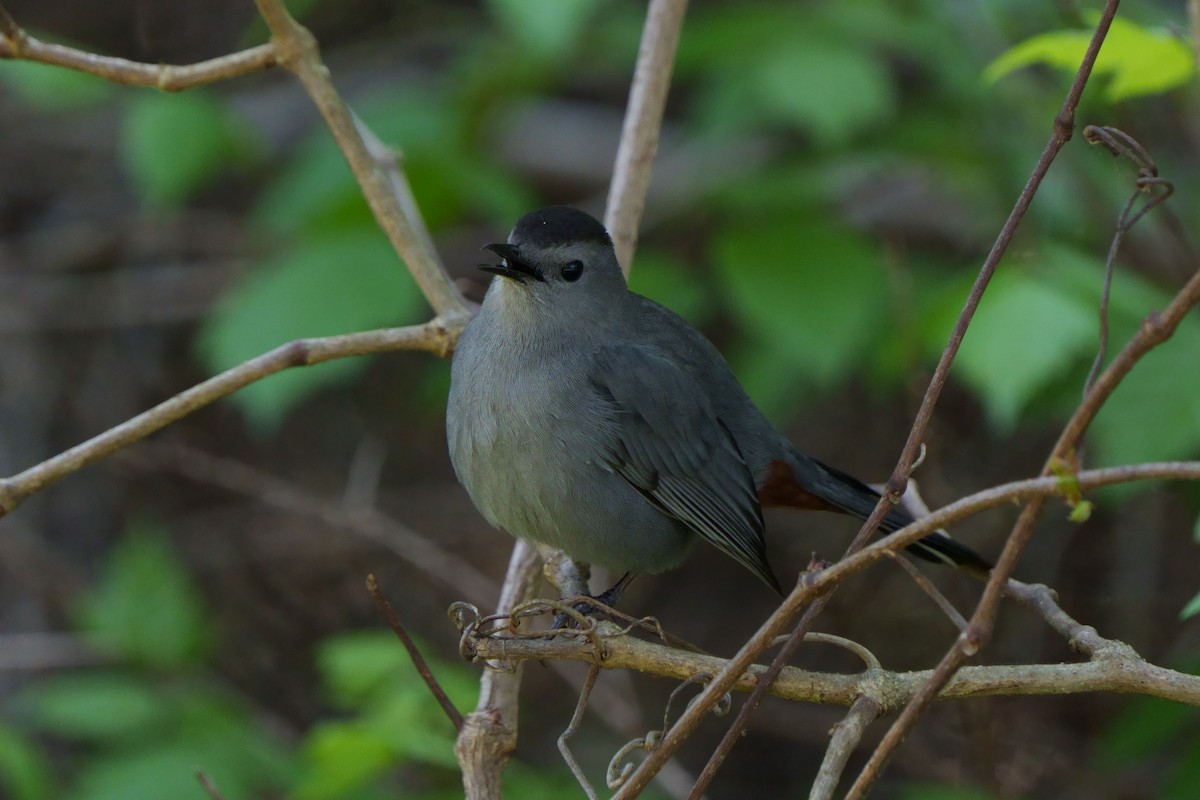 Gray Catbird - ML543334031