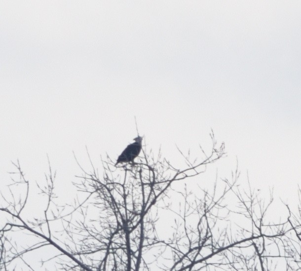 Bald Eagle - ML543335691