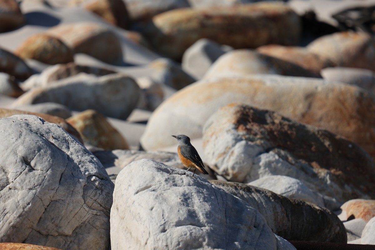 Sentinel Rock-Thrush - ML543335711