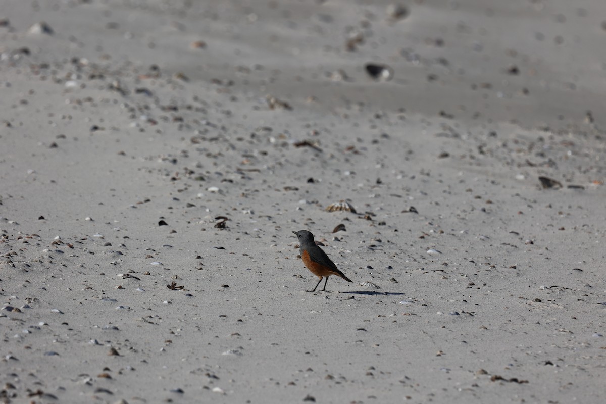 Sentinel Rock-Thrush - ML543335751