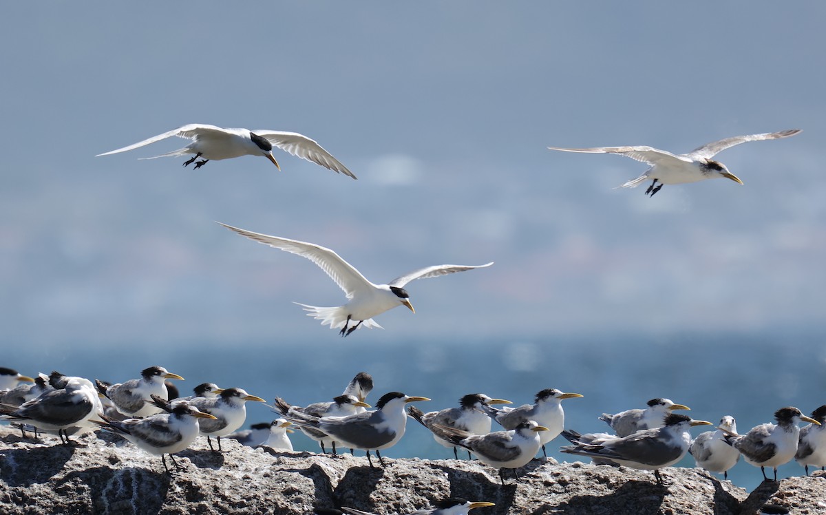 Great Crested Tern - ML543335781