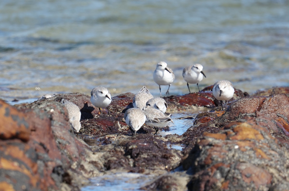 Sanderling - ML543335811