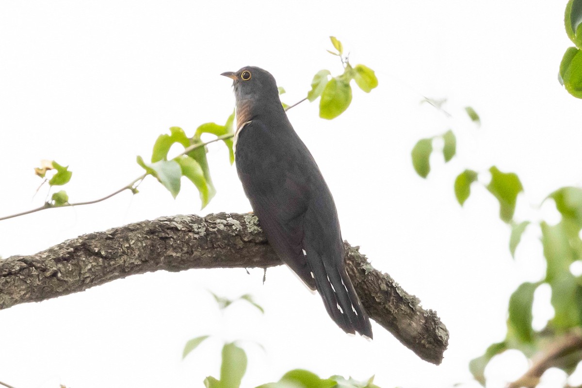 Red-chested Cuckoo - ML543335881