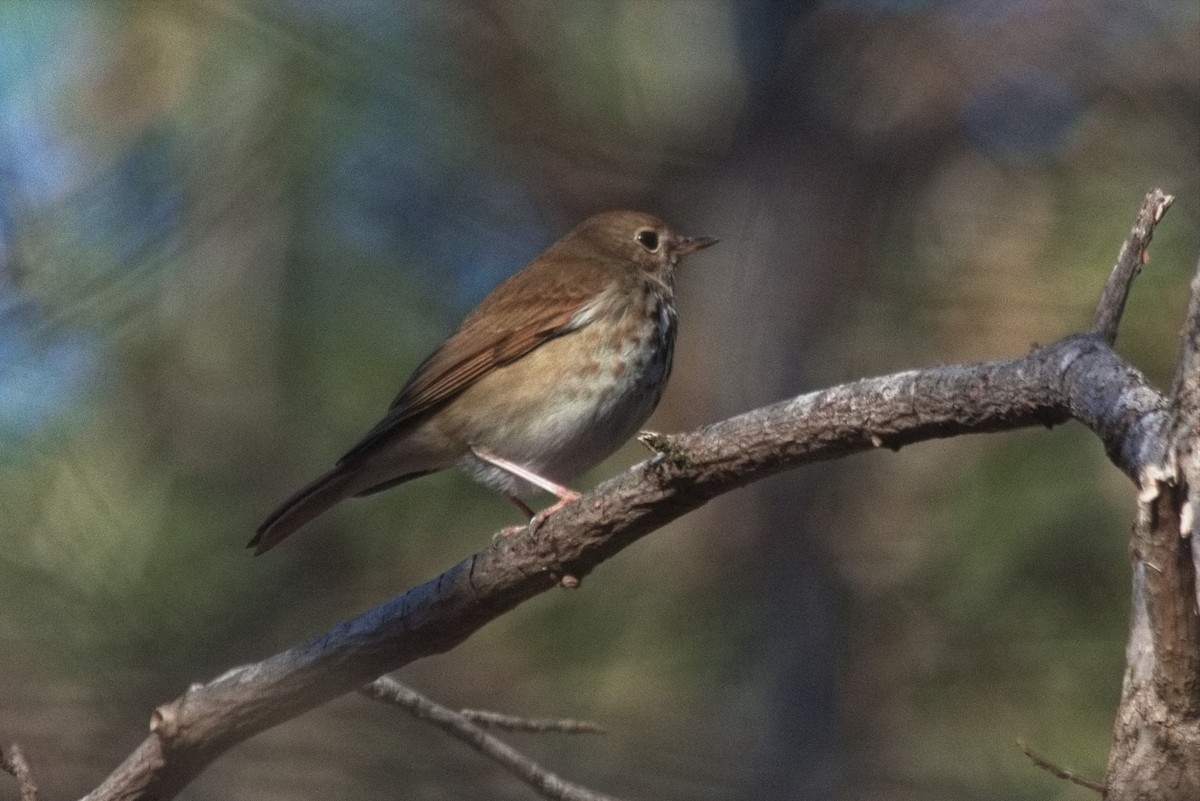 Hermit Thrush - ML543336291