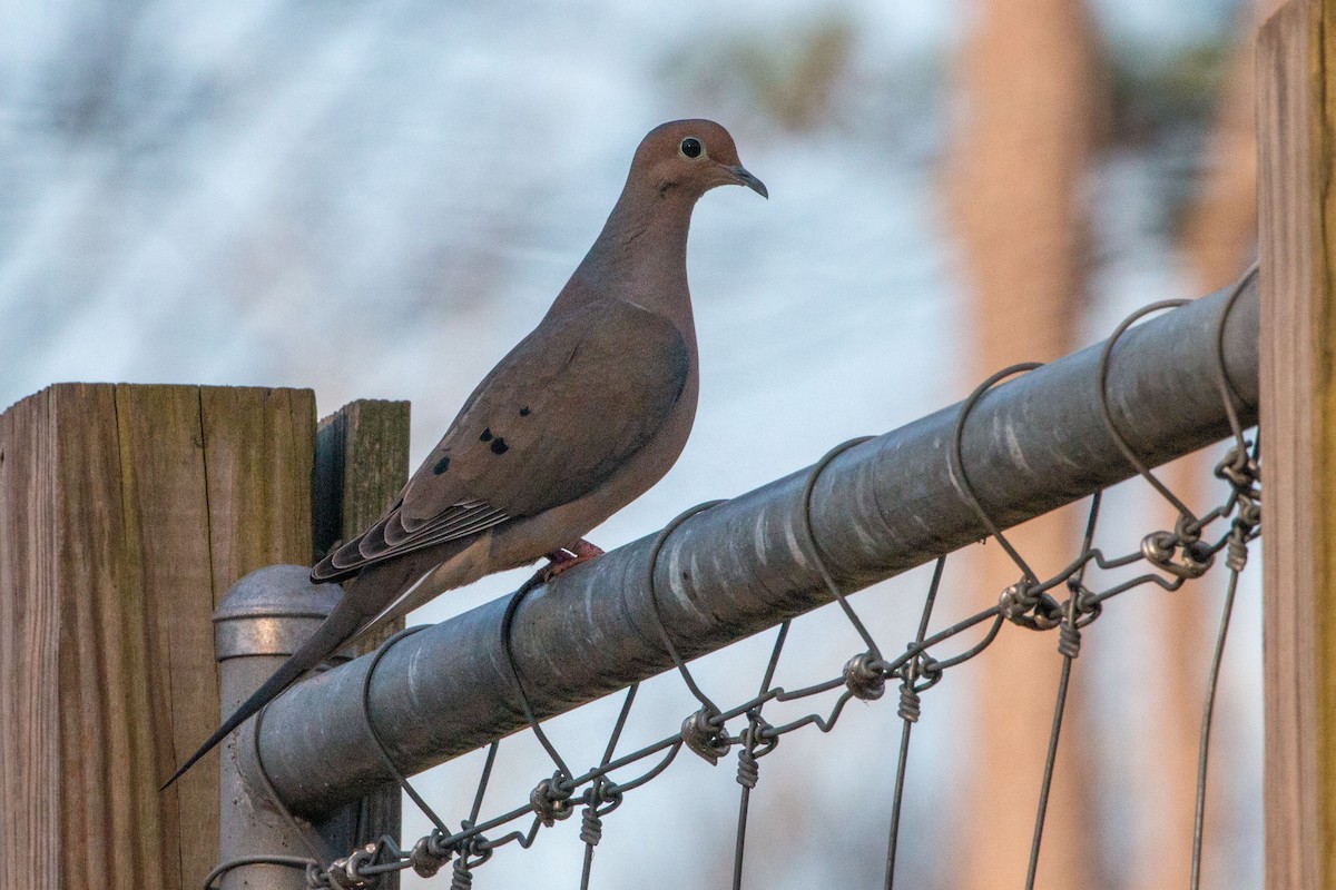 Mourning Dove - ML543337351