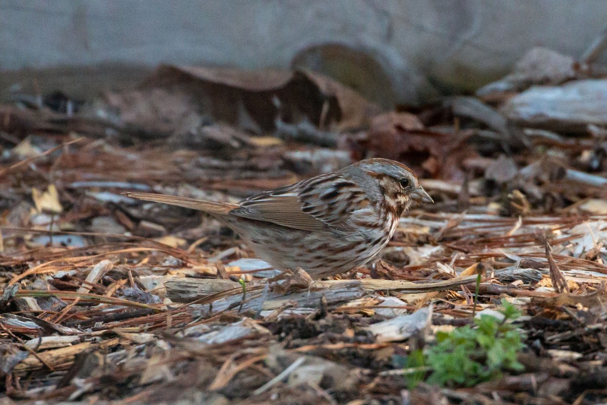 Song Sparrow - ML543337511