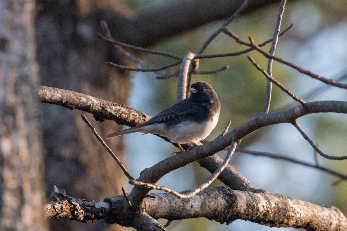 Dark-eyed Junco - ML543337561