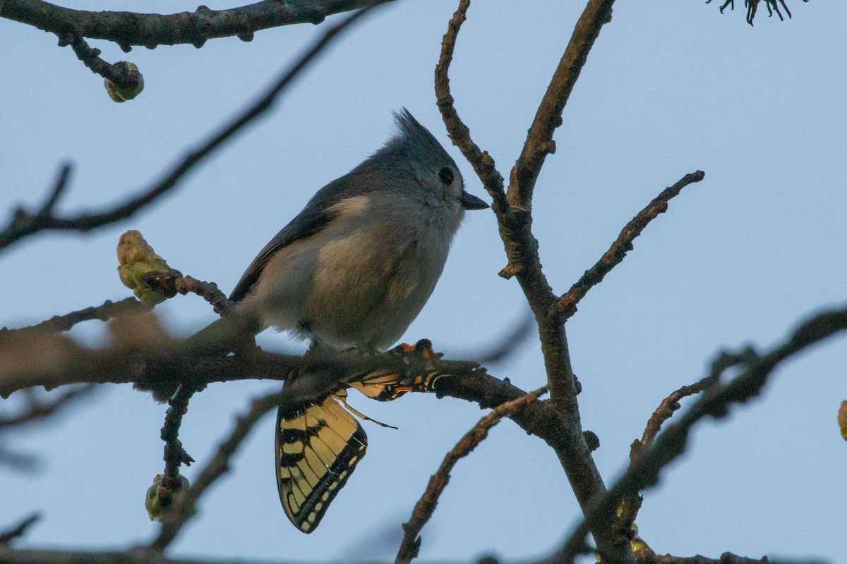 Tufted Titmouse - ML543337761