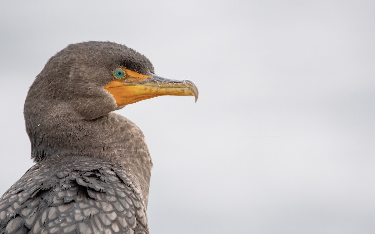 Double-crested Cormorant - ML543338451