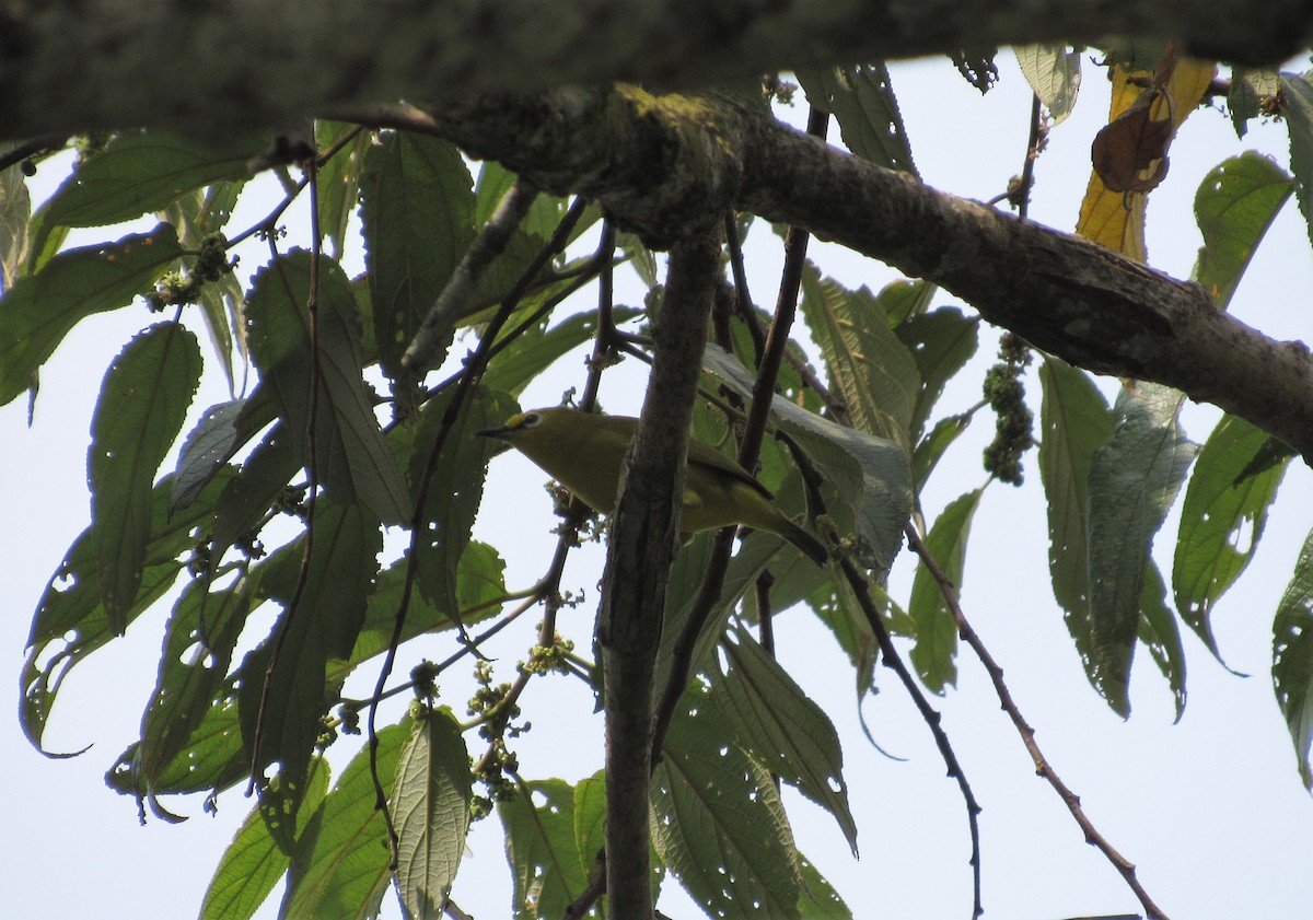 Forest White-eye - ML543338531