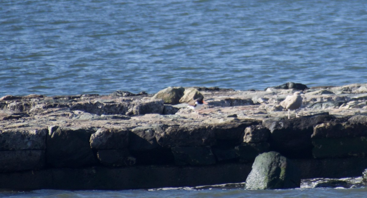 American Oystercatcher - ML543338661