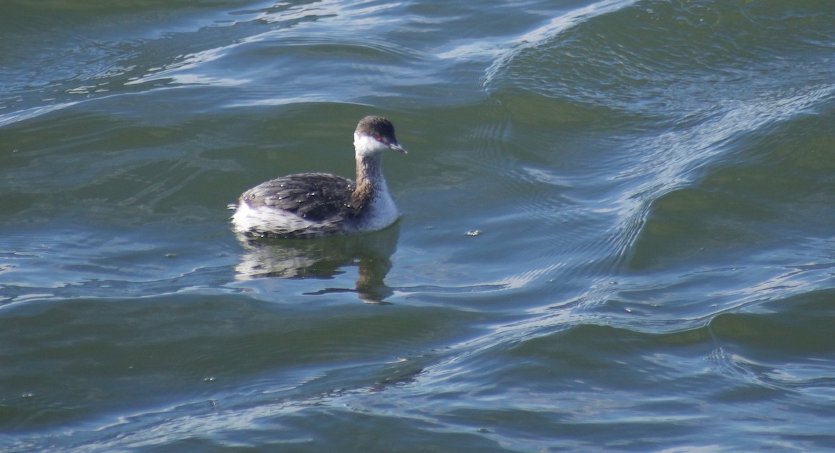 Horned Grebe - ML543338691