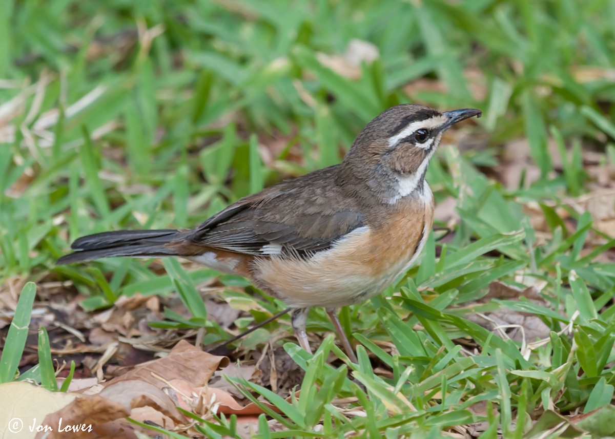 Bearded Scrub-Robin (Bearded) - ML543338821