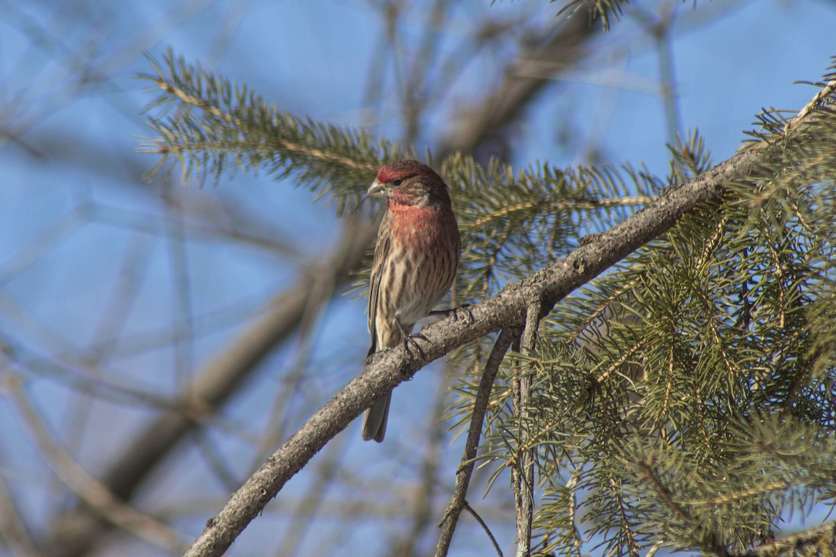 Roselin familier - ML543339021