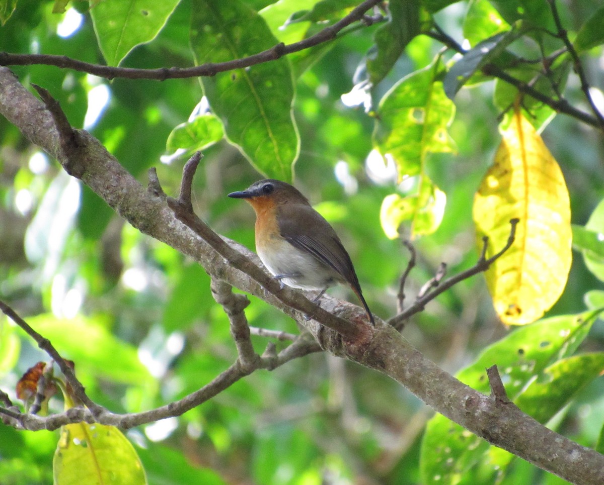 White-bellied Robin-Chat - ML543339051