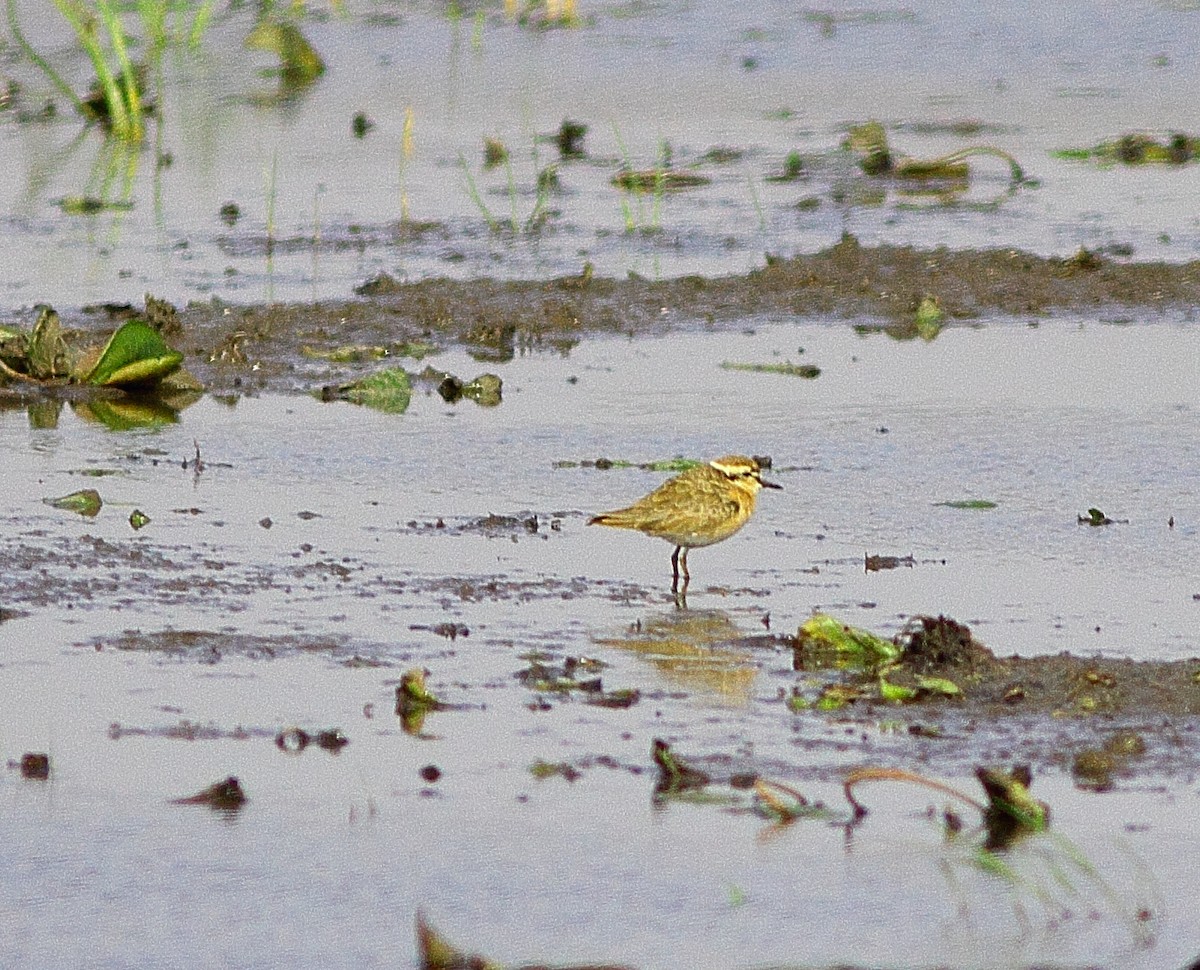 Hirtenregenpfeifer - ML543339121