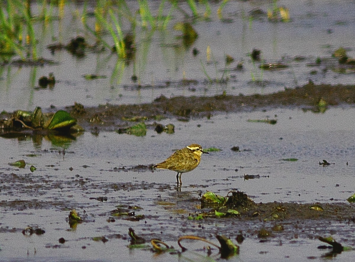 Kittlitz's Plover - ML543339181