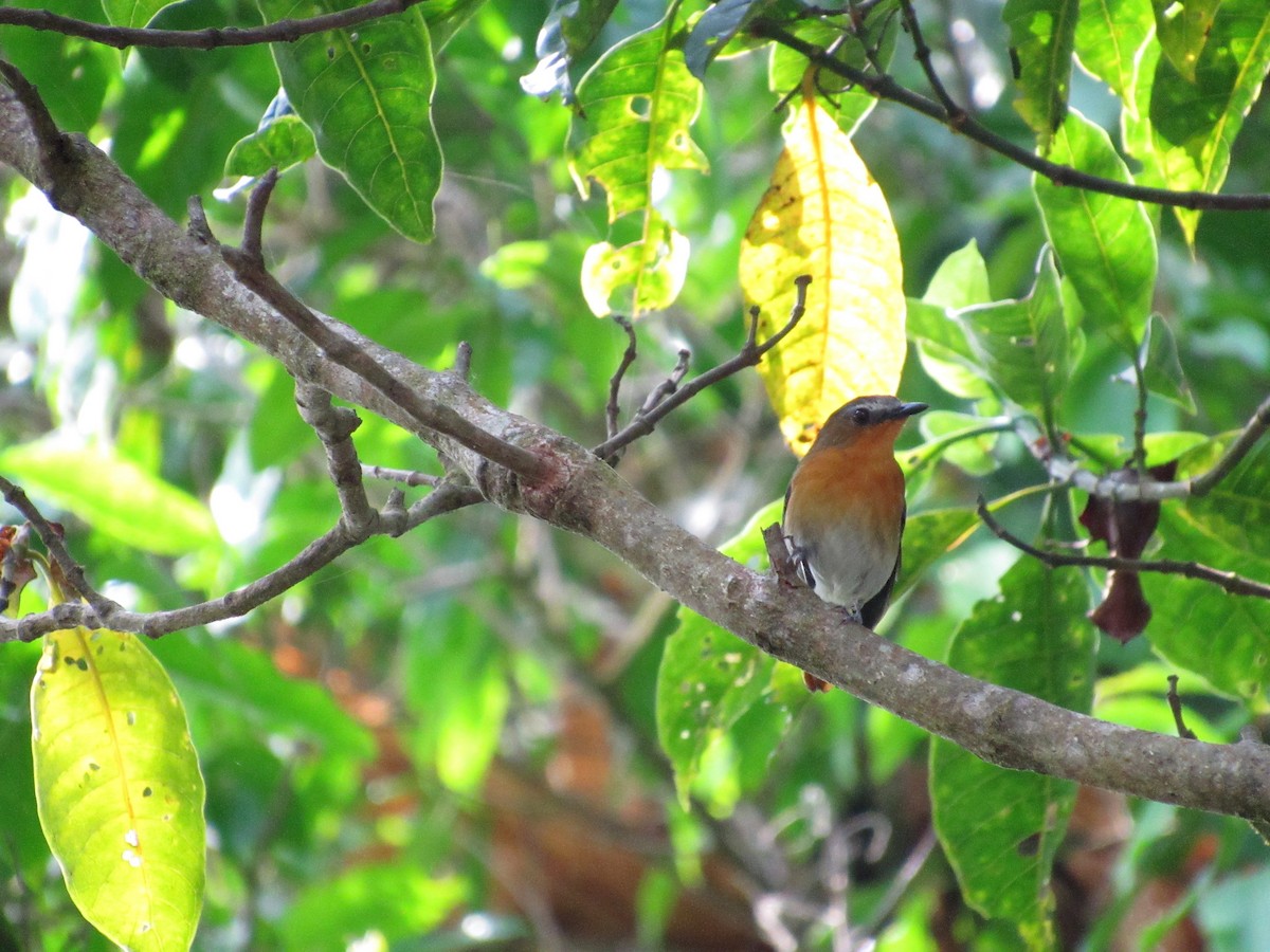 White-bellied Robin-Chat - ML543339221