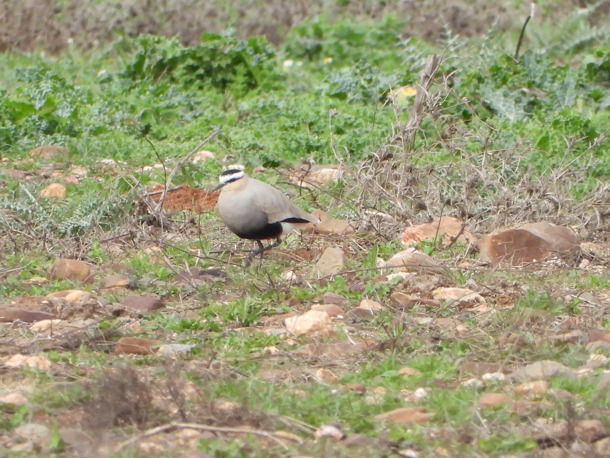 Sociable Lapwing - Jose Luis Vinagre Gudiño