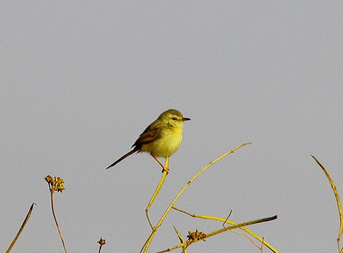 Tawny-flanked Prinia - ML543339731