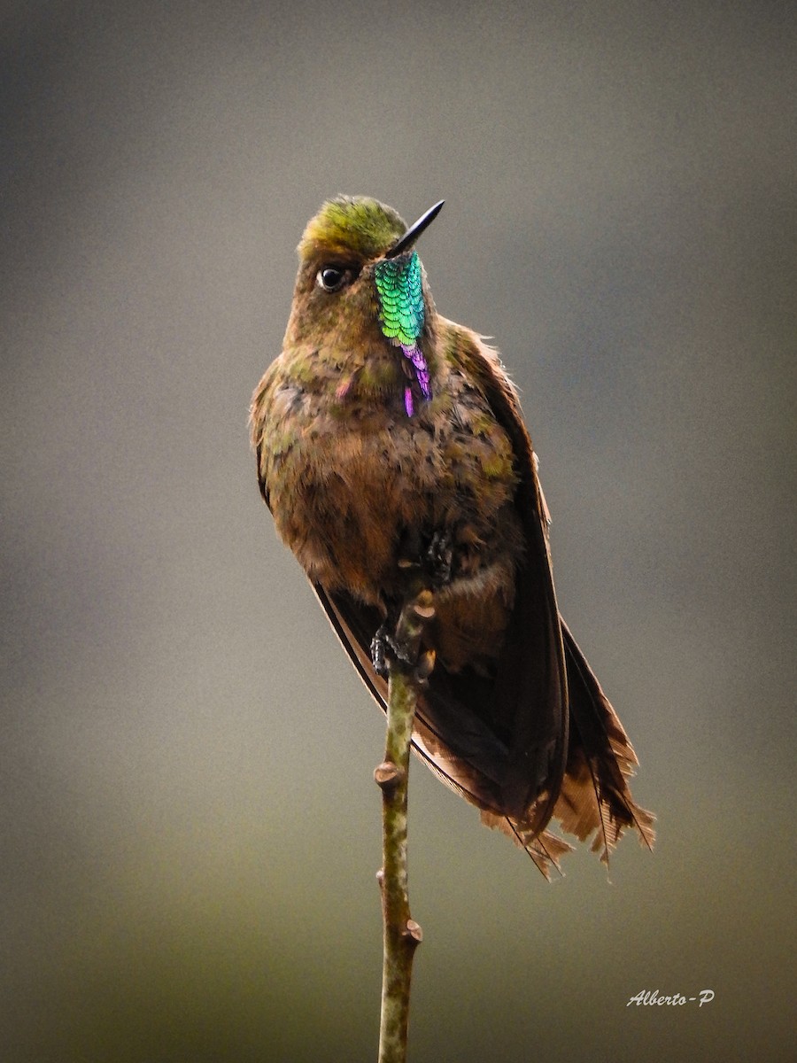 Bronze-tailed Thornbill - Alberto Peña