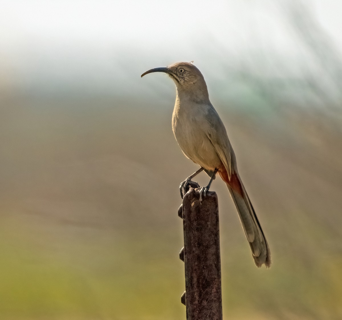 Crissal Thrasher - Renee Frederick