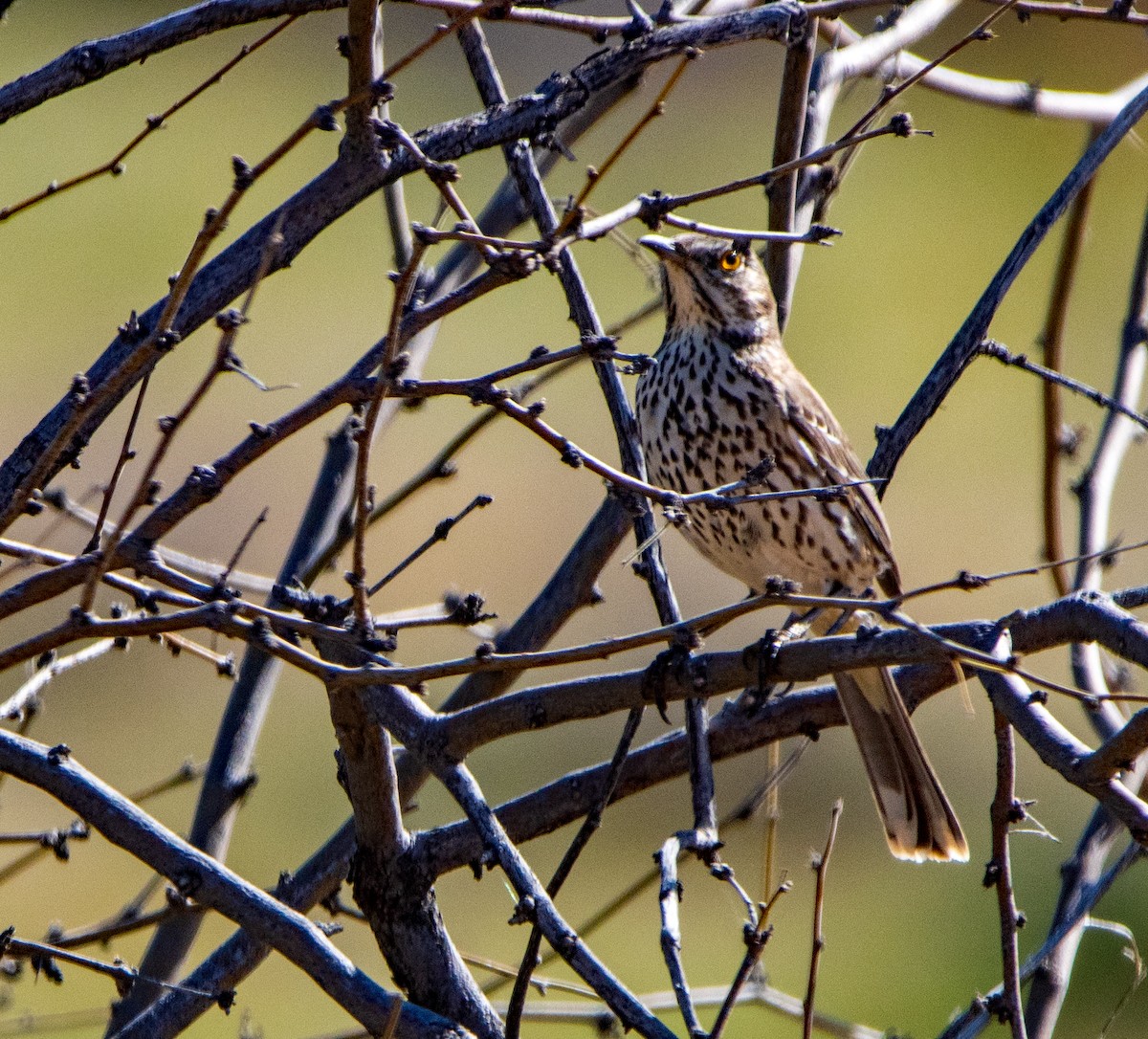 Sage Thrasher - ML543342181