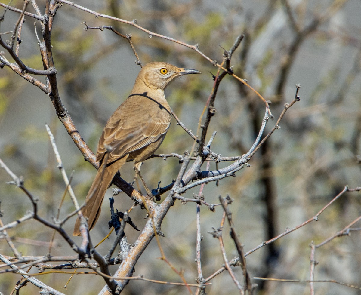 Bendire's Thrasher - ML543342421