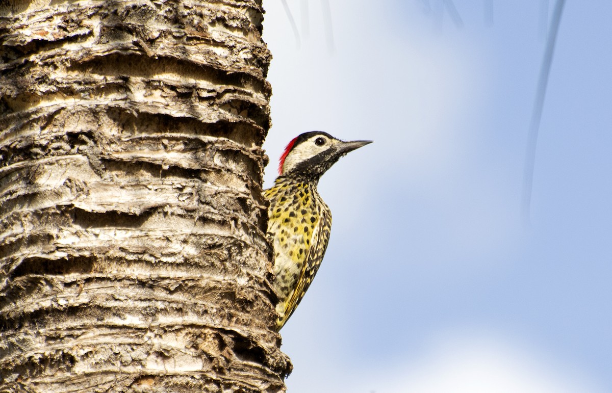 Green-barred Woodpecker - ML543342561