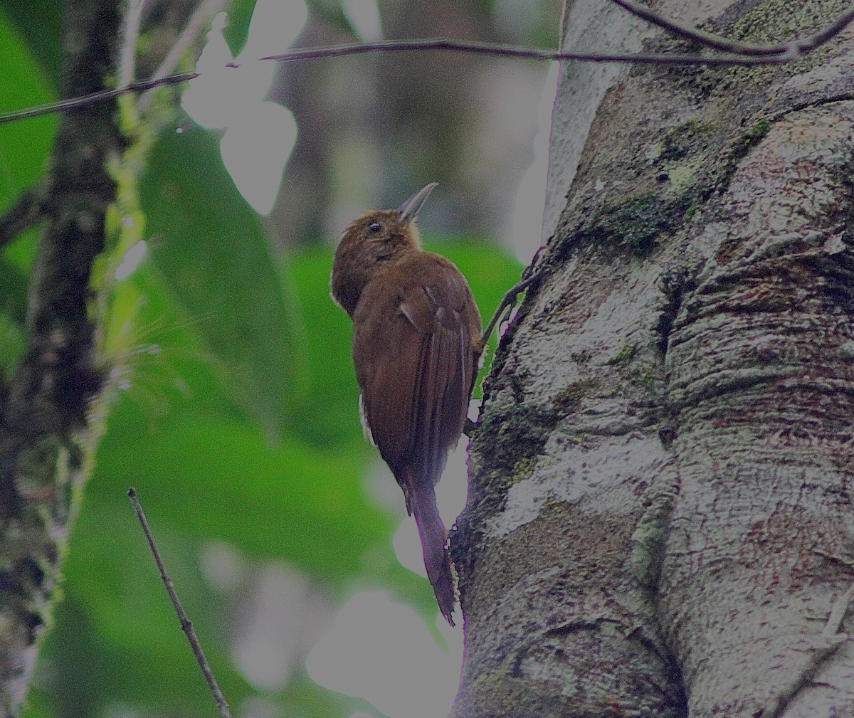 Lesser Woodcreeper - ML543342811