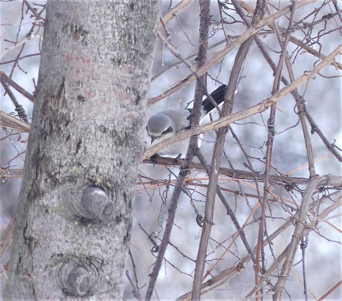 Northern Shrike - ML543343181