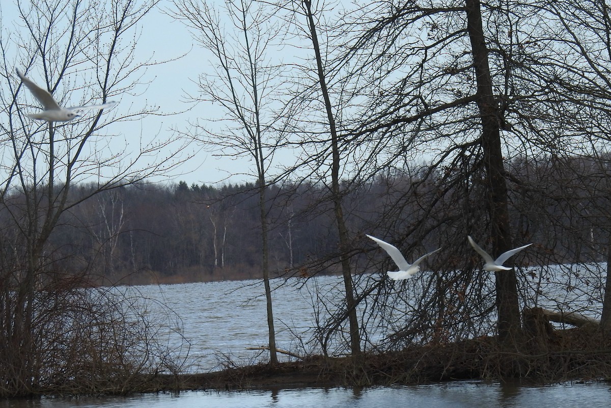 Mouette de Bonaparte - ML543343211