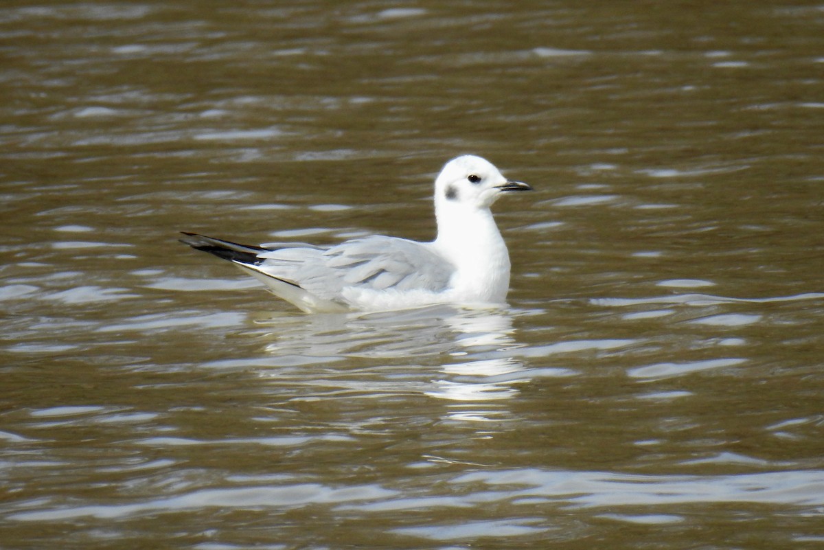 Bonaparte's Gull - ML543343301