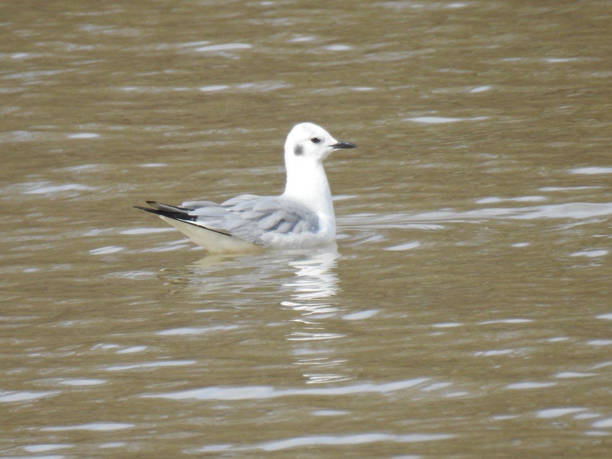 Bonaparte's Gull - ML543343311