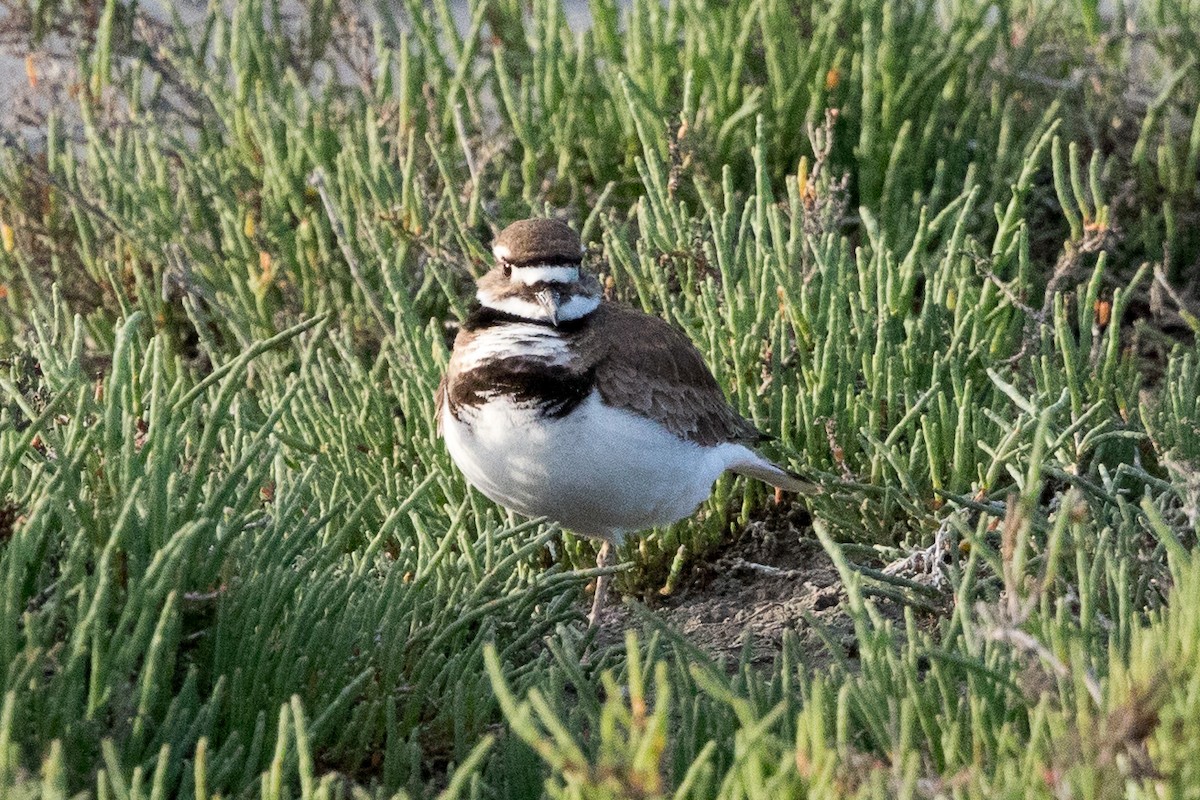 Killdeer - ML54334431