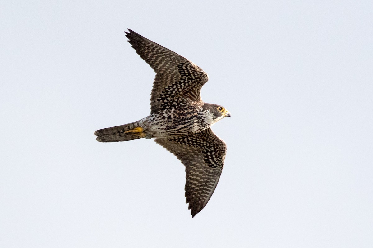 Peregrine Falcon - Garrett Lau