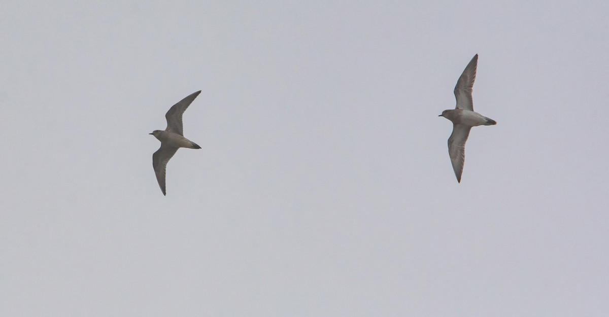 American Golden-Plover - ML543344661