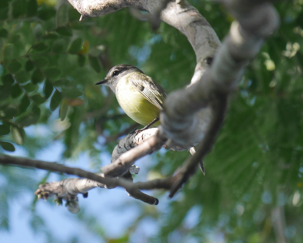 Greenish Elaenia - ML543345151