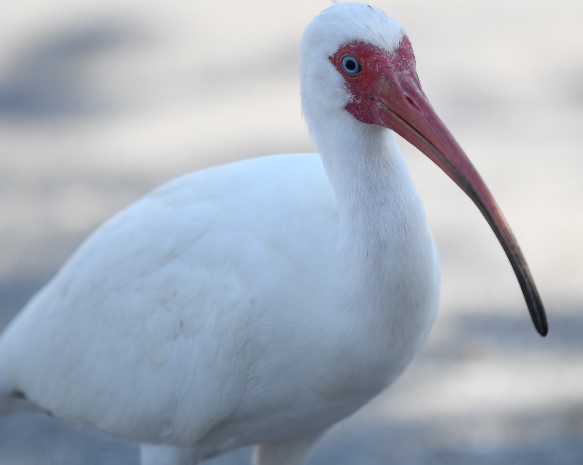 White Ibis - ML543345271