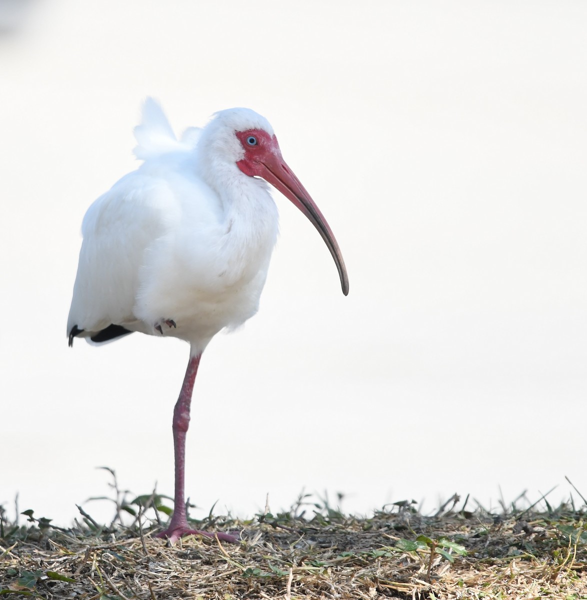 White Ibis - ML543345361