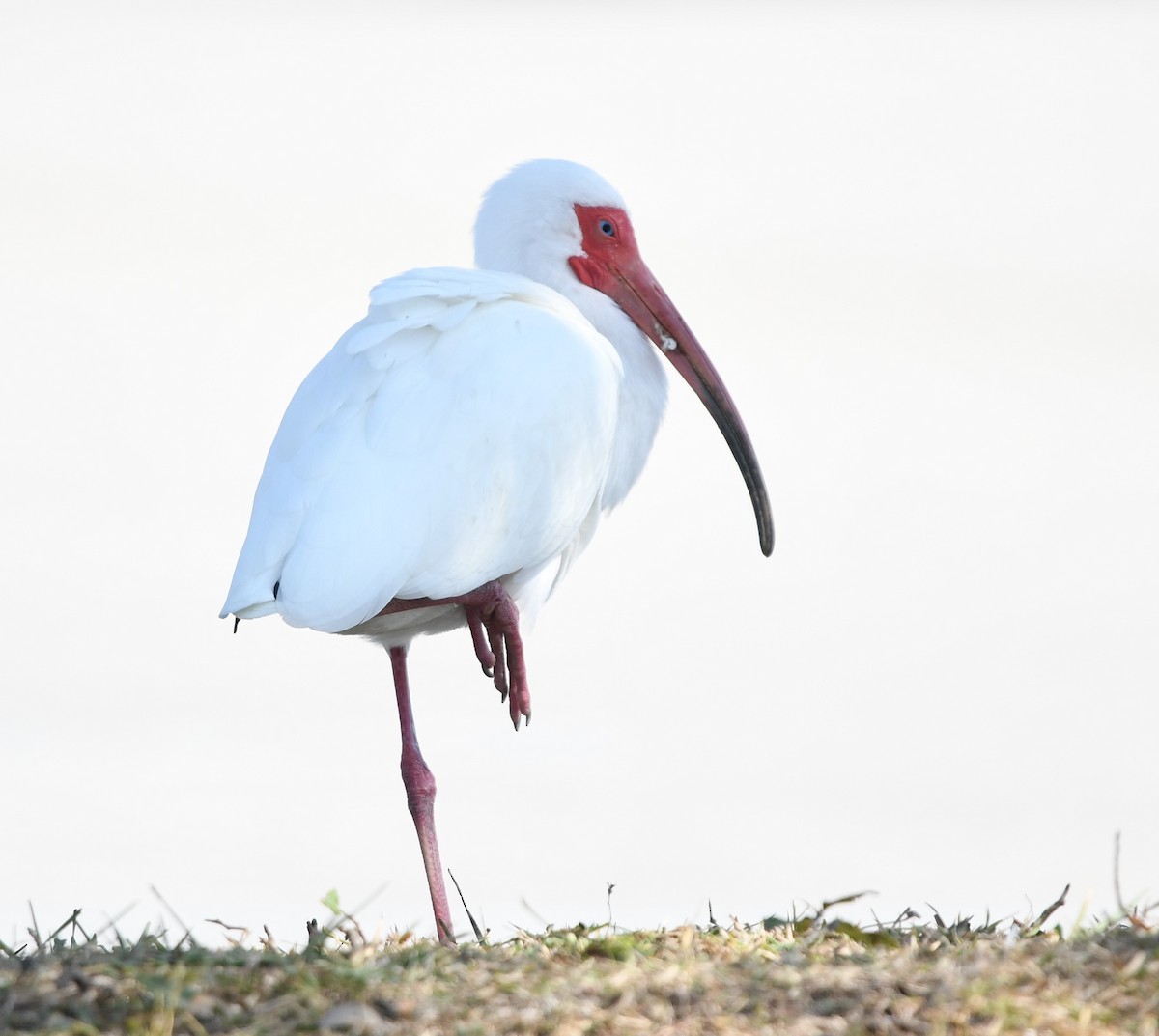 White Ibis - ML543345381