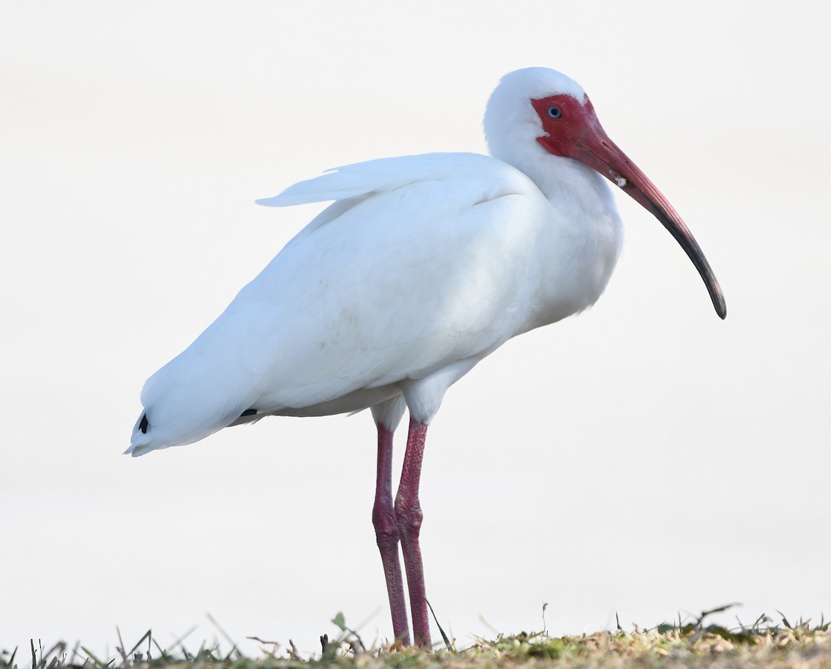 White Ibis - ML543345411