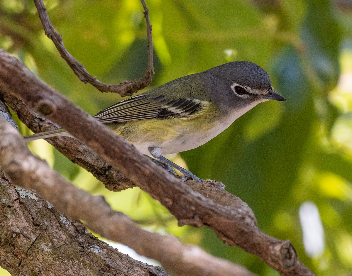 Mavi Başlı Vireo - ML543345891