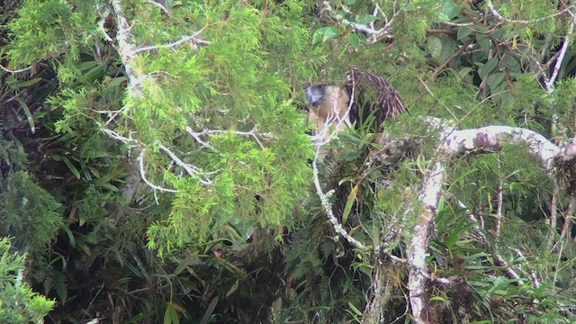 Philippine Eagle - ML543345981