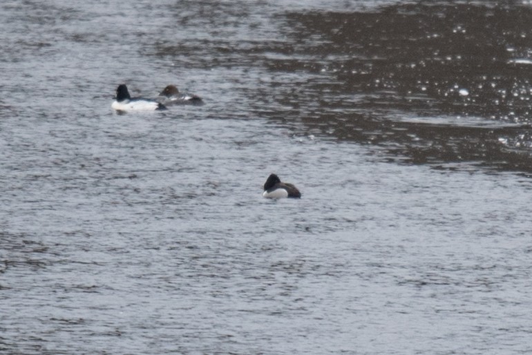 Ring-necked Duck - ML54334881