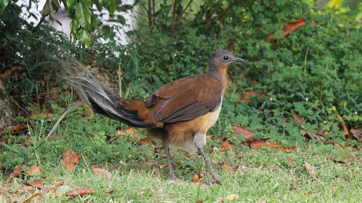 Albert's Lyrebird - Nick Thompson